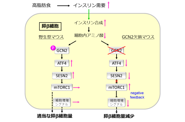  1型糖尿病は遺伝するのでしょうか？