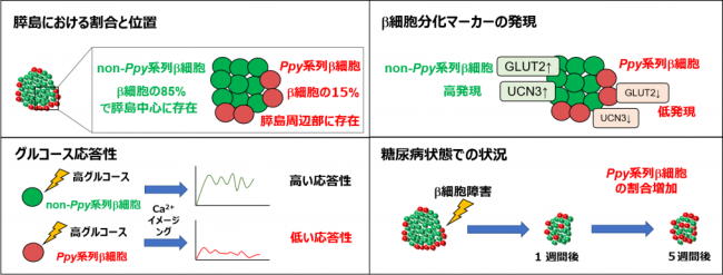 糖尿病悪化のカギをにぎる新たなタイプのb細胞を発見 インスリン分泌能力は低いが高血糖ストレスには強い Ppy系列b細胞 糖尿病リソースガイド