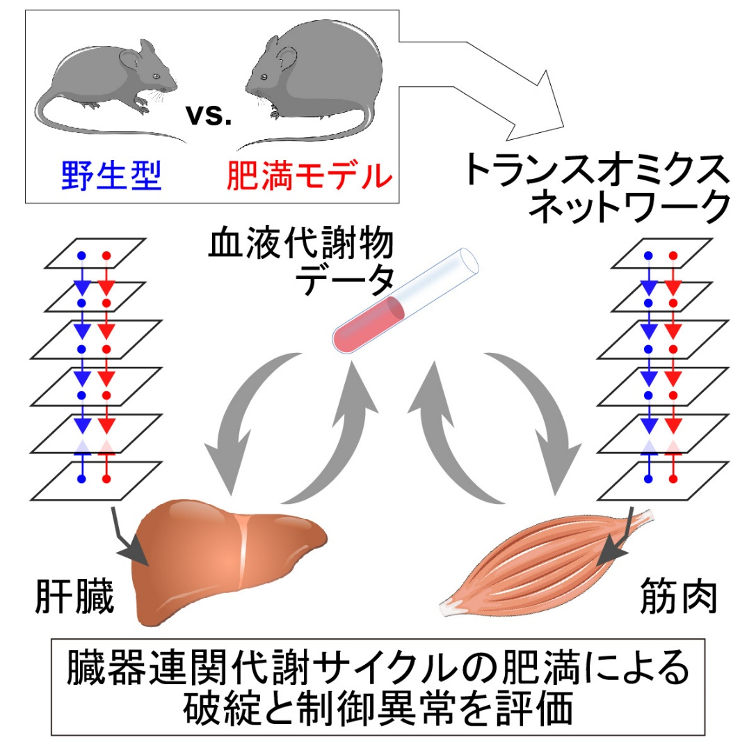 肝臓 筋肉の代謝制御ネットワークを解明 肥満症にともなう高血糖症や2型糖尿病などの全容解明を期待 ニュース 糖尿病リソースガイド