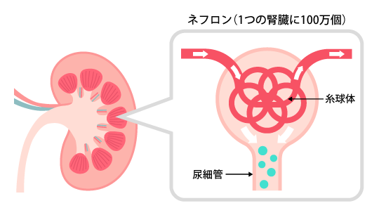 １つの腎臓には約100万個のネフロン